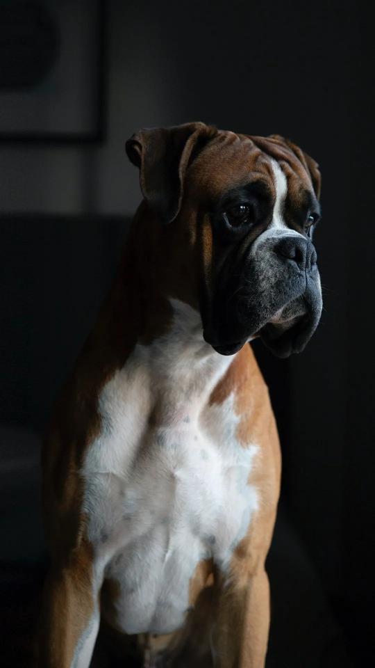 Contemplative Boxer Portrait