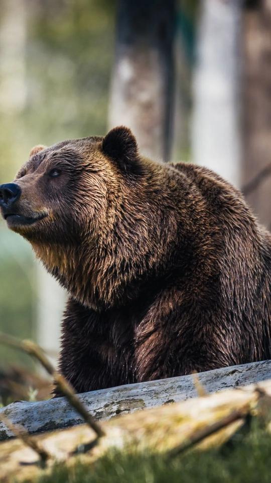 Contemplative Brown Bear Portrait - Related Anime Wallpapers wallpaper