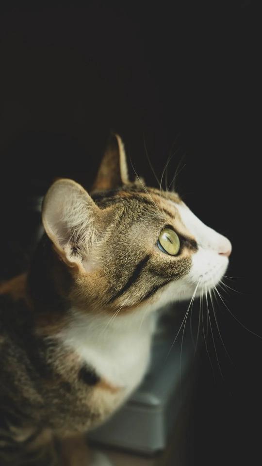 Contemplative Calico Cat - Related Dark Wallpapers wallpaper