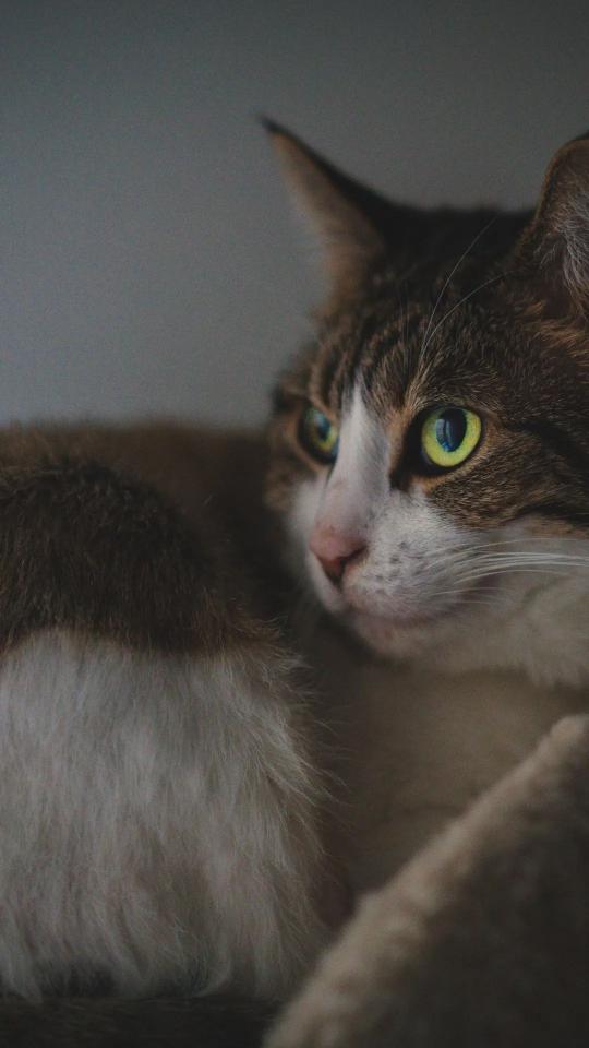 Contemplative Cat Portrait - Related Ghetto Wallpapers wallpaper