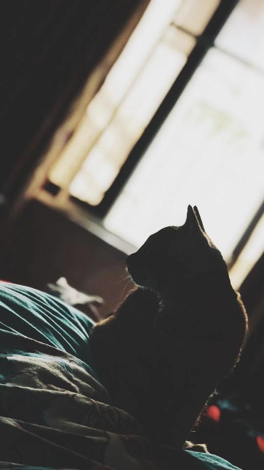 Contemplative Cat Silhouette - Related Dark Wallpapers wallpaper