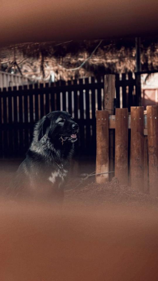 Contemplative Caucasian Shepherd Dog
