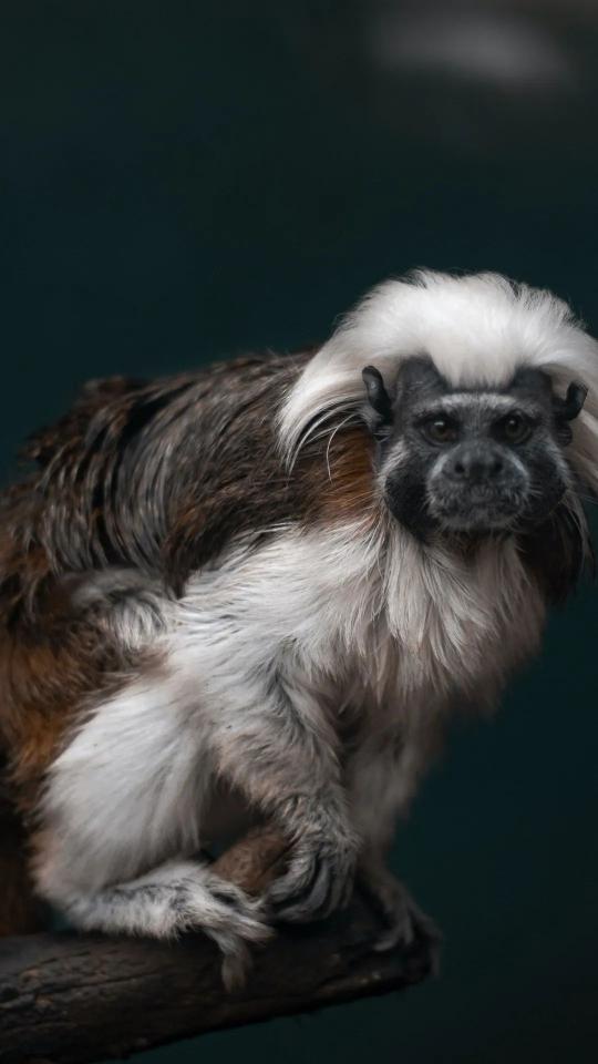 Cotton-top Tamarin Portrait