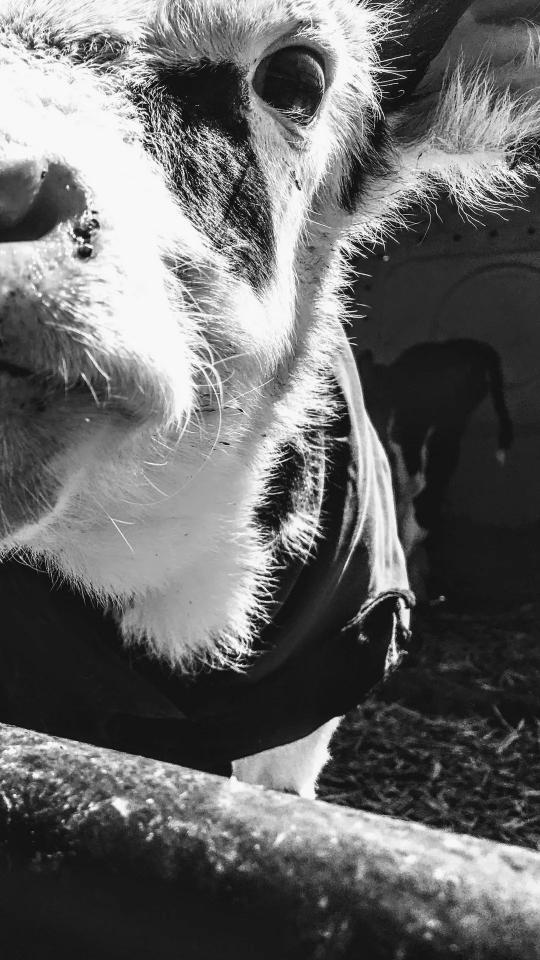 Cow Close-Up Monochrome - Related Dark Wallpapers wallpaper