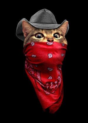 Cowboy Cat Bandit