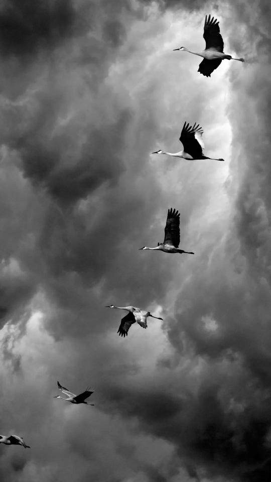 Cranes in Stormy Sky