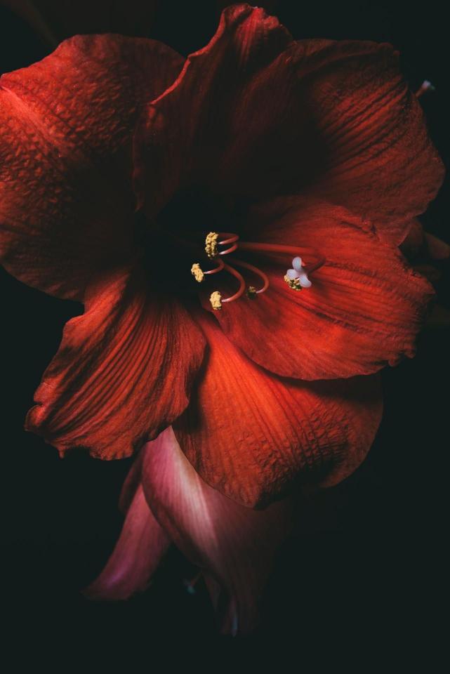 Crimson Amaryllis Bloom