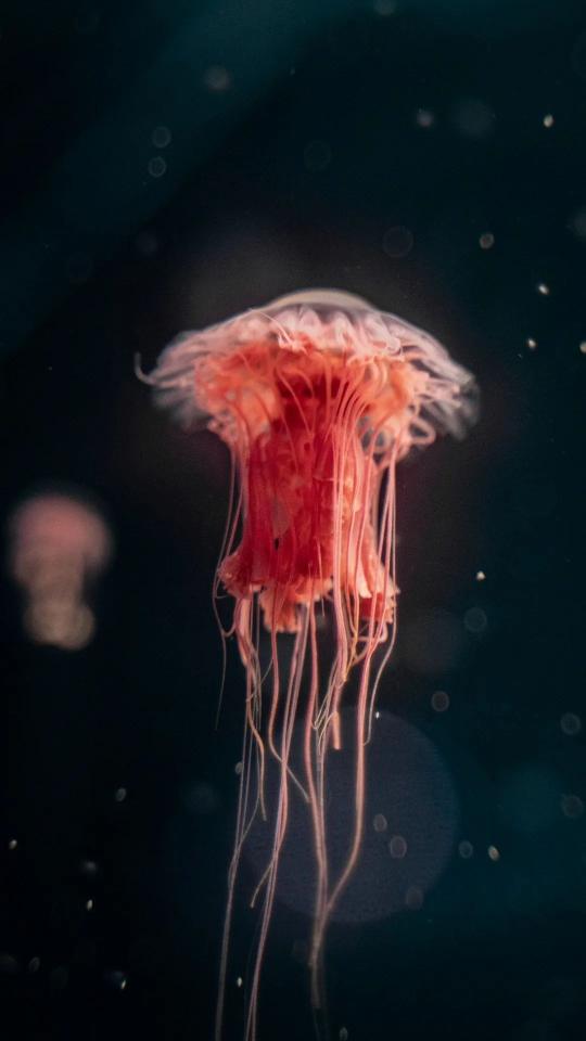 Crimson Jellyfish in the Deep