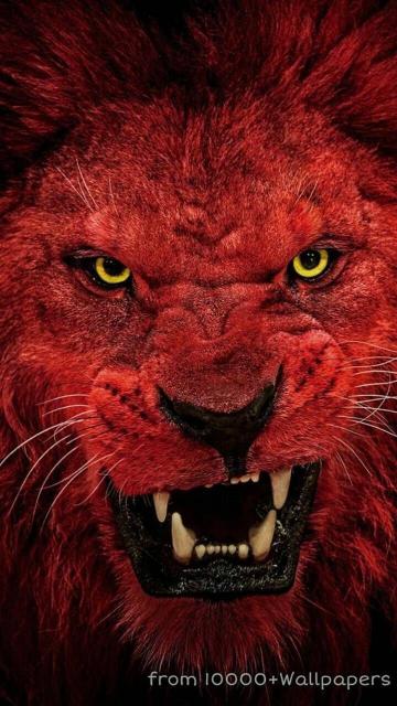 Crimson Lion Roar - Related Dark Wallpapers wallpaper