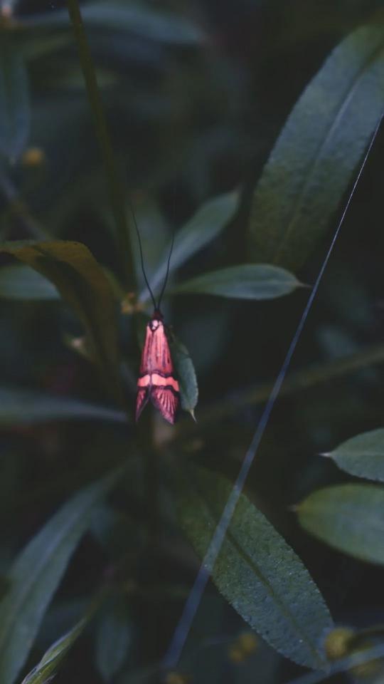 Crimson Moth in Greenery
