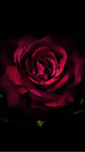 Crimson Rose in Darkness