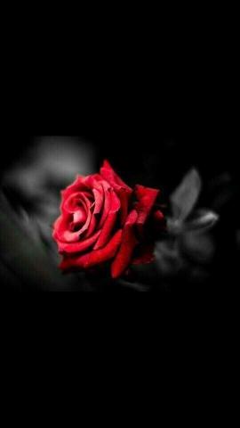 Crimson Rose in Shadow