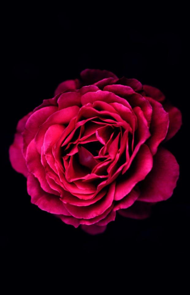 Crimson Rose on Black