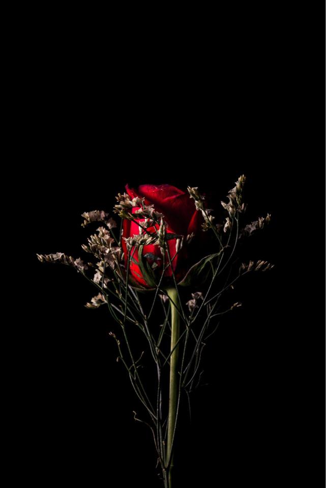 Crimson Rose Still Life
