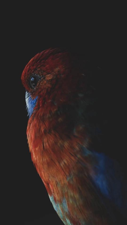 Crimson Rosella Portrait - Related Dark Wallpapers wallpaper