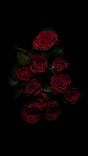 Crimson Roses in Darkness - Related Dark Wallpapers wallpaper