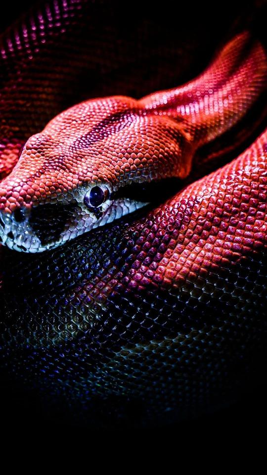 Crimson Snake Coiled Close - Related Dark Wallpapers wallpaper