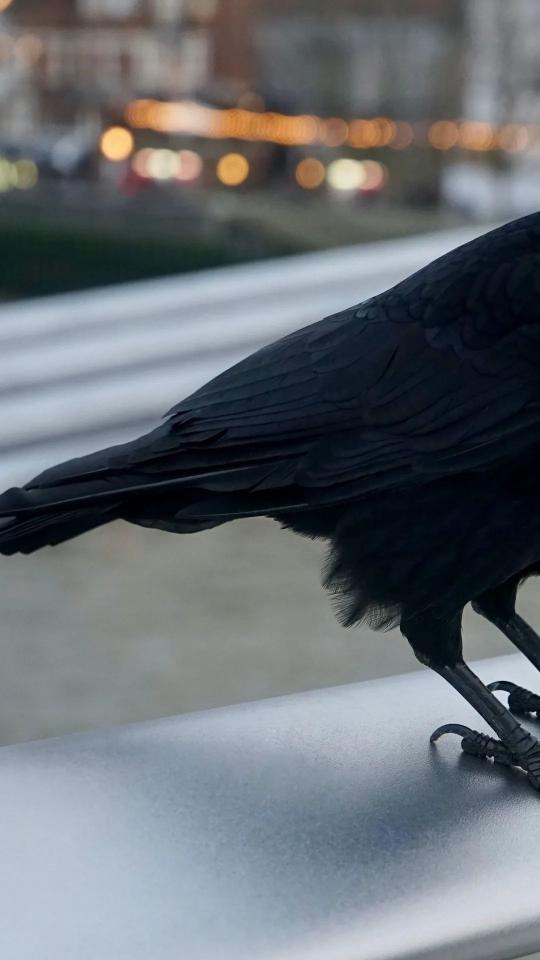 Crow on Balcony Edge - Related Dark Wallpapers wallpaper