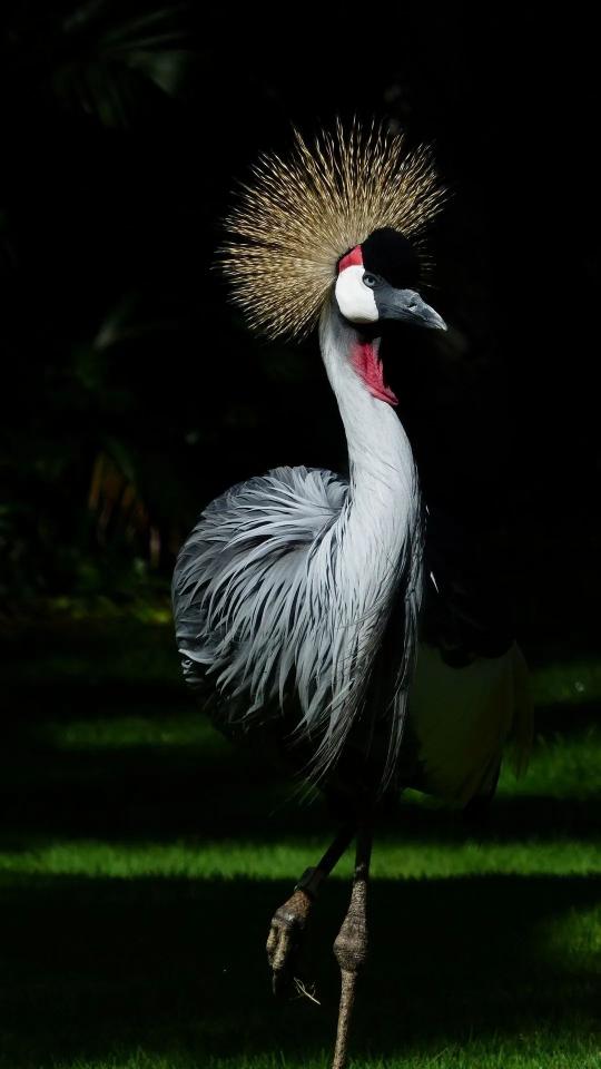 Crowned Crane Portrait