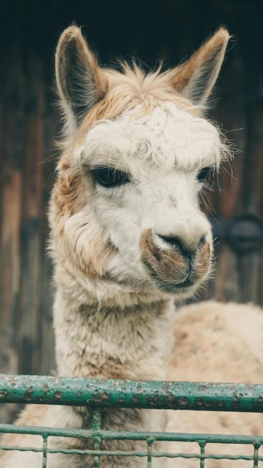 Curious Alpaca Portrait - Related Dark Wallpapers wallpaper