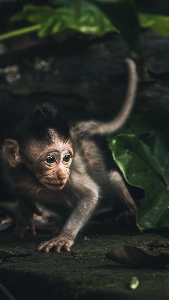 Curious Baby Monkey