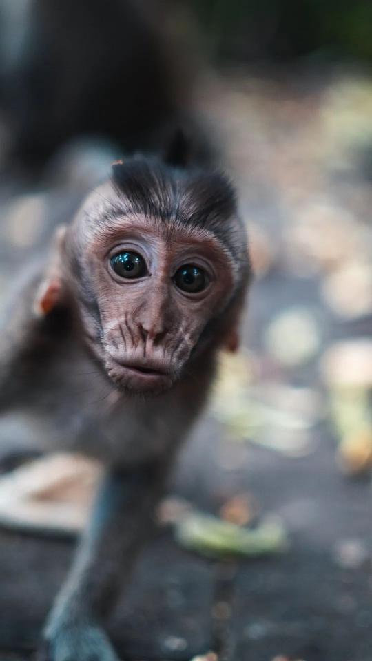 Curious Baby Monkey Portrait - Related Dark Wallpapers wallpaper