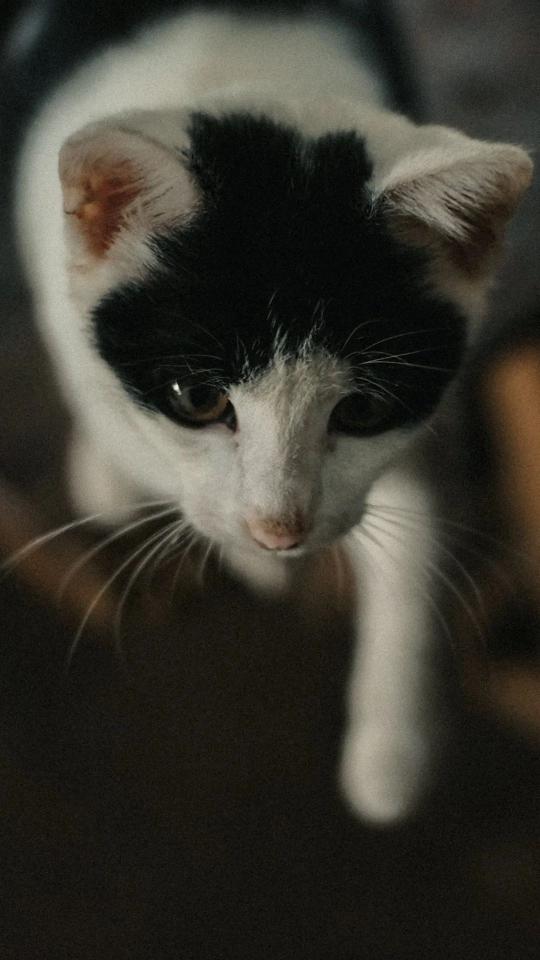 Curious Black and White Cat - Related Dark Wallpapers wallpaper