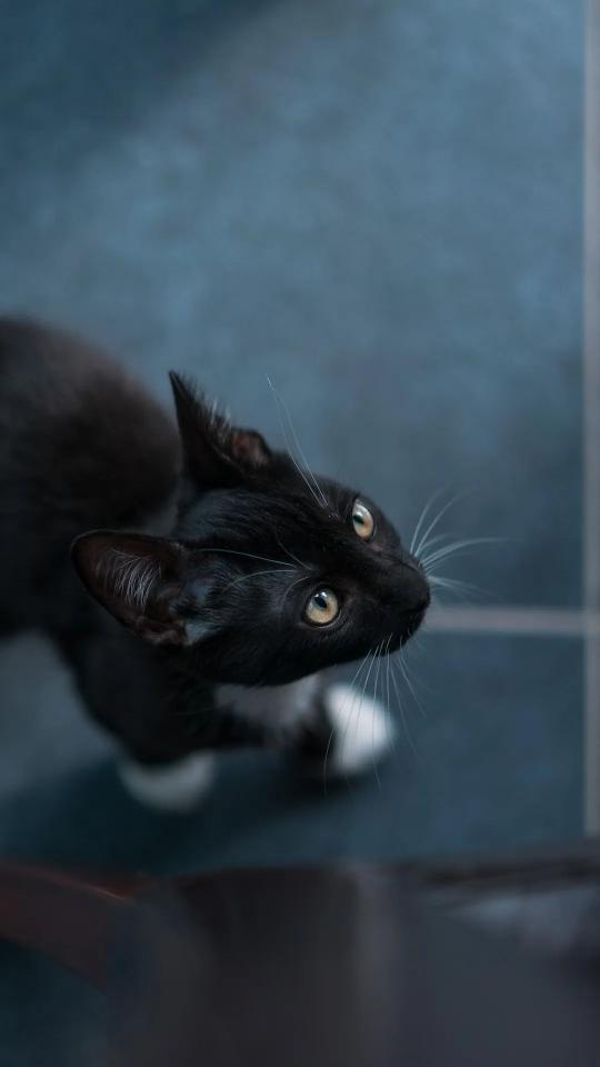 Curious Black Cat - Related Dark Wallpapers wallpaper