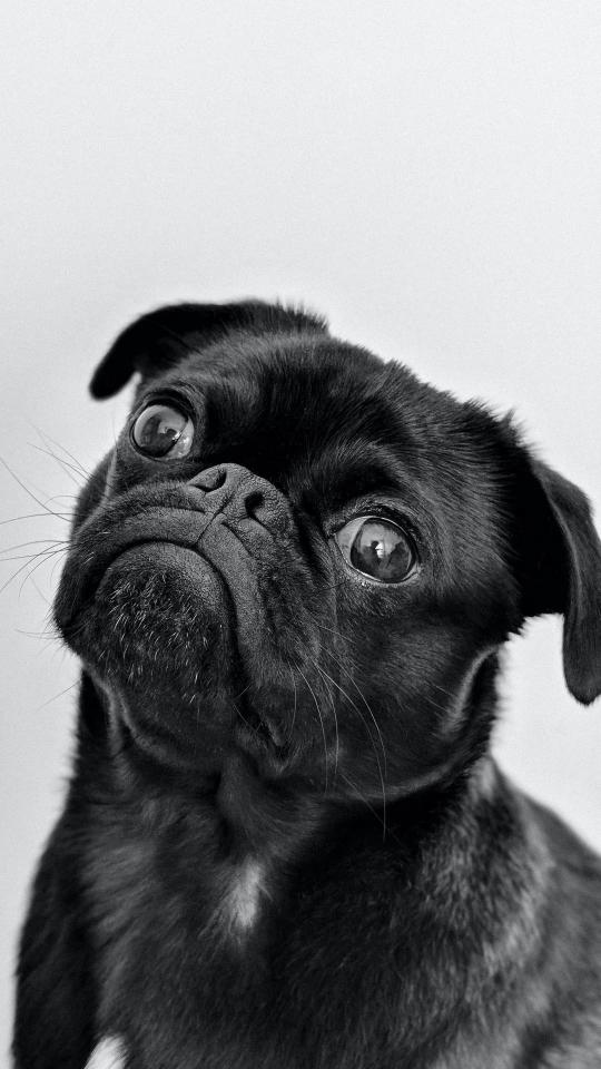 Curious Black Pug Portrait - Related Dark Wallpapers wallpaper