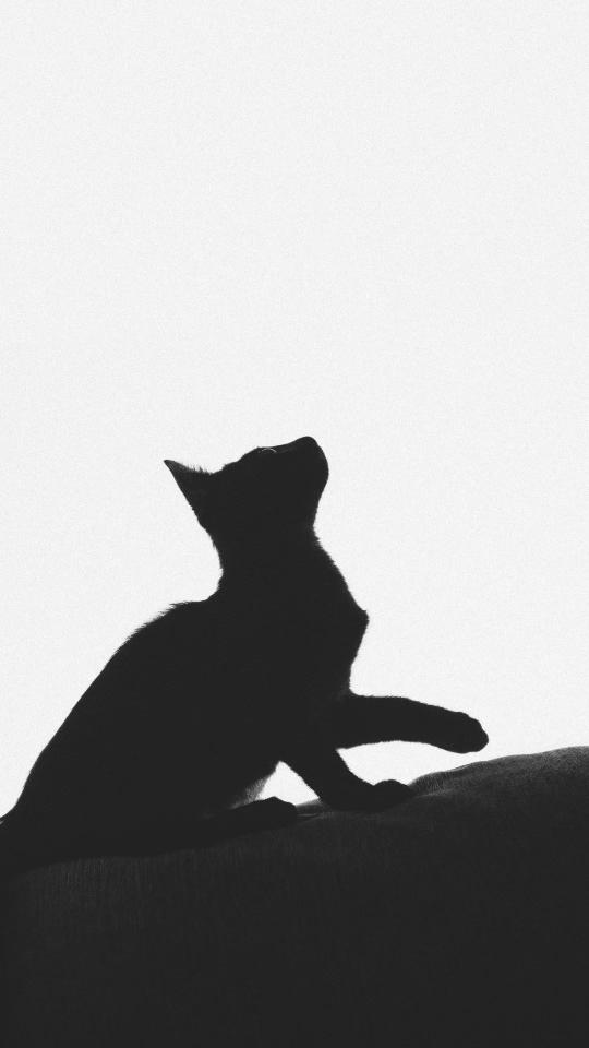Curious Cat Silhouette - Related 4K Wallpapers wallpaper