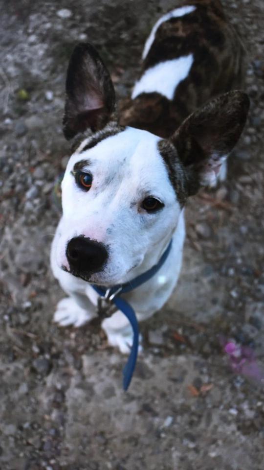 Curious Dog Looking Up - Related Dark Wallpapers wallpaper