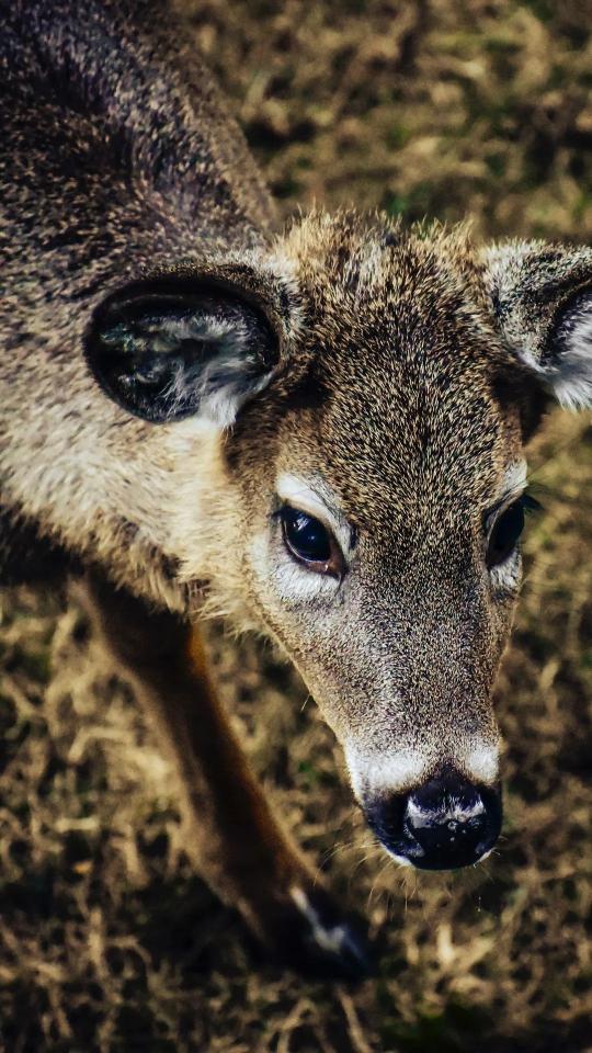 Curious Fawn Portrait