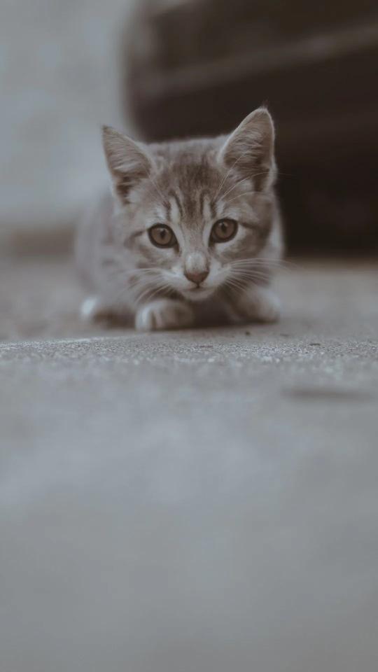 Curious Kitten Portrait