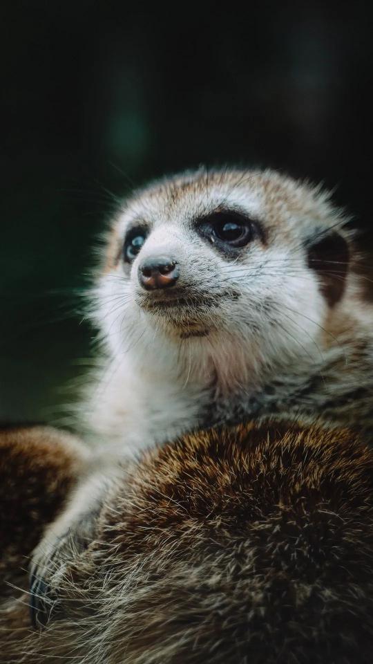 Curious Meerkat Portrait - Related Dark Wallpapers wallpaper