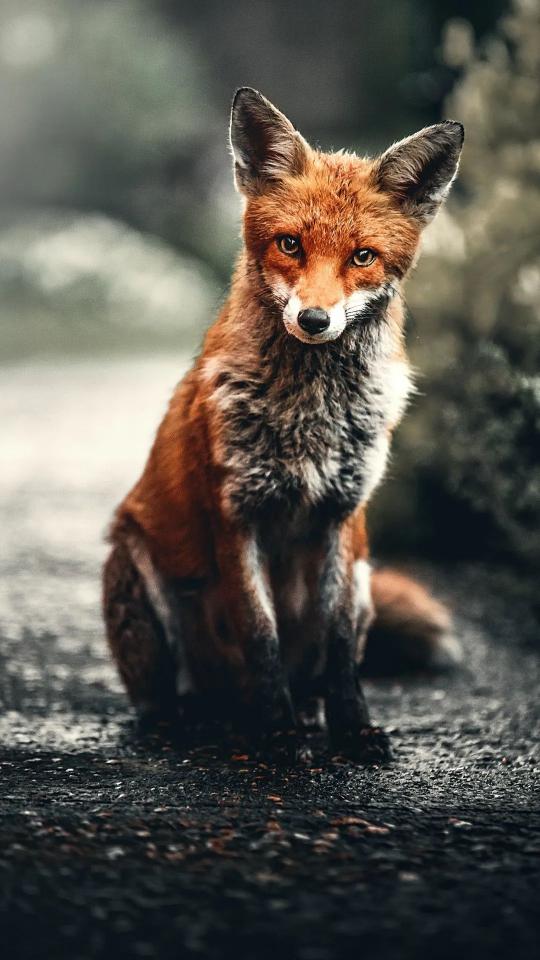 Curious Red Fox Portrait
