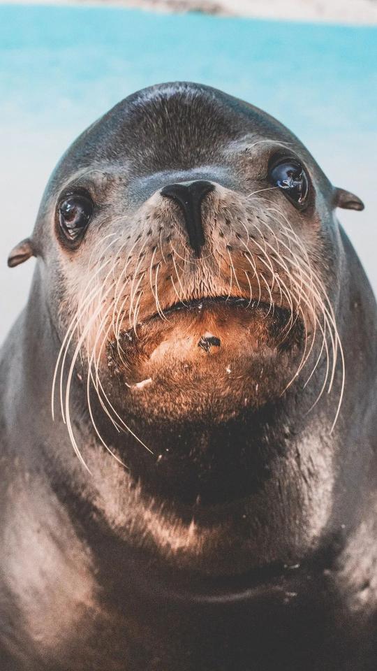 Curious Sea Lion Portrait - Related Dark Wallpapers wallpaper