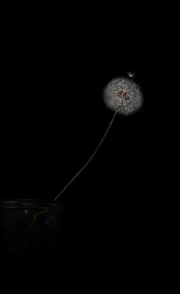 Dandelion in the Dark - Related Dark Wallpapers wallpaper