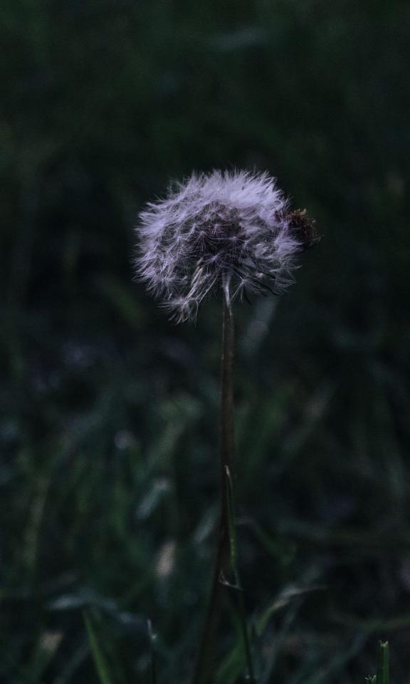 Dandelion Seed Head - Related 4K Wallpapers wallpaper