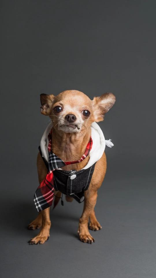Dapper Chihuahua Portrait - Related Dark Wallpapers wallpaper