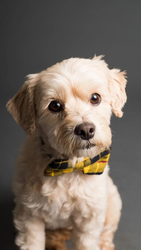 Dapper Dog Portrait - Related Dope Wallpapers wallpaper