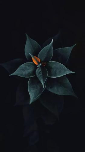 Dark Bloom
