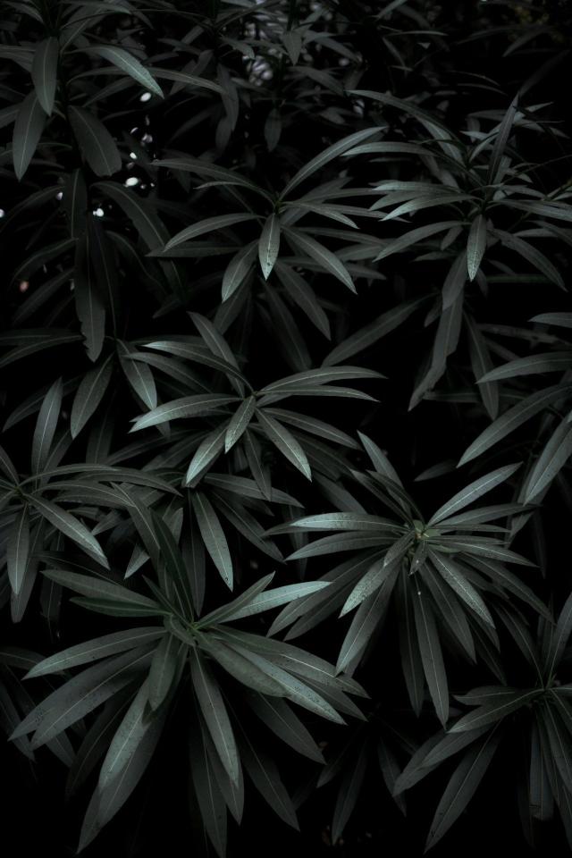 Dark Botanical Foliage - Related Dark Wallpapers wallpaper