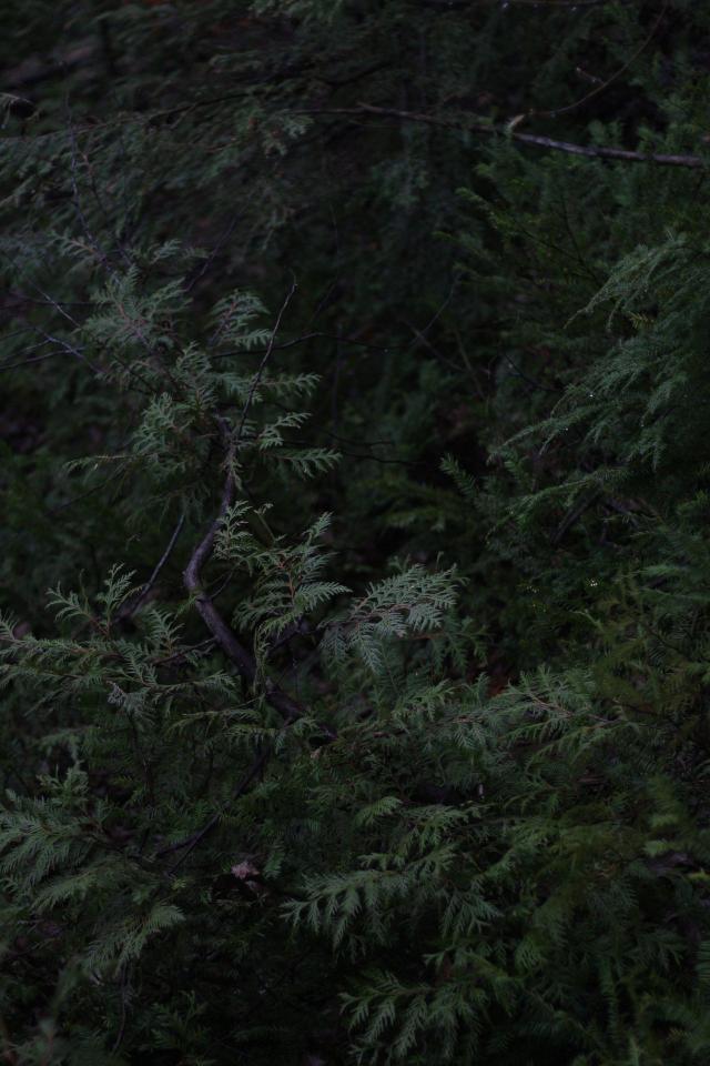 Dark Evergreen Forest - Related 4K Wallpapers wallpaper