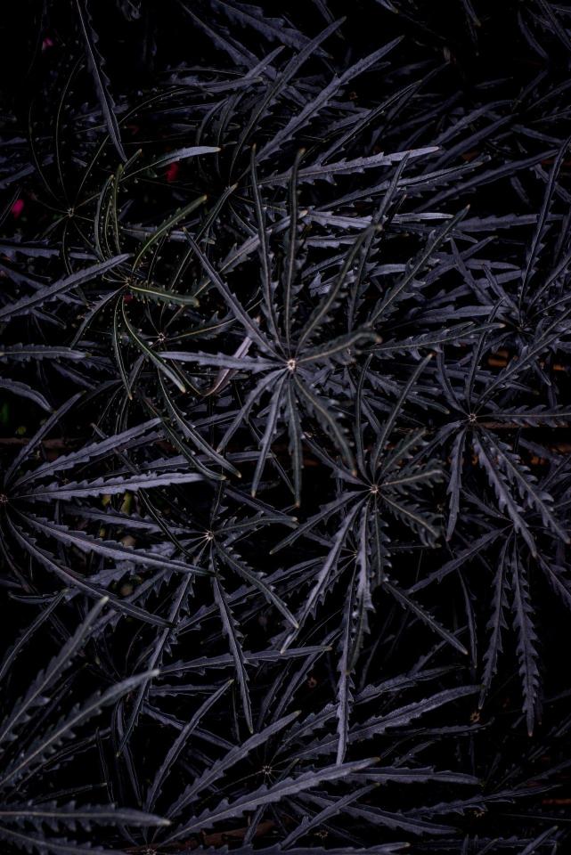 Dark Exotic Foliage