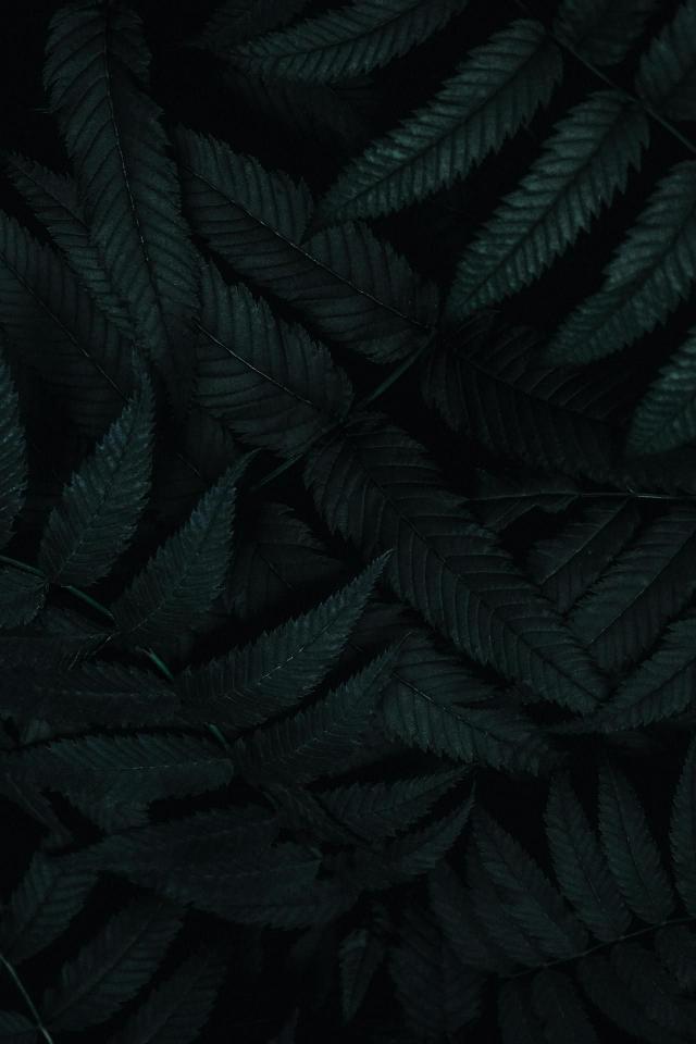 Dark Fern Leaf Pattern - Related Dark Wallpapers wallpaper