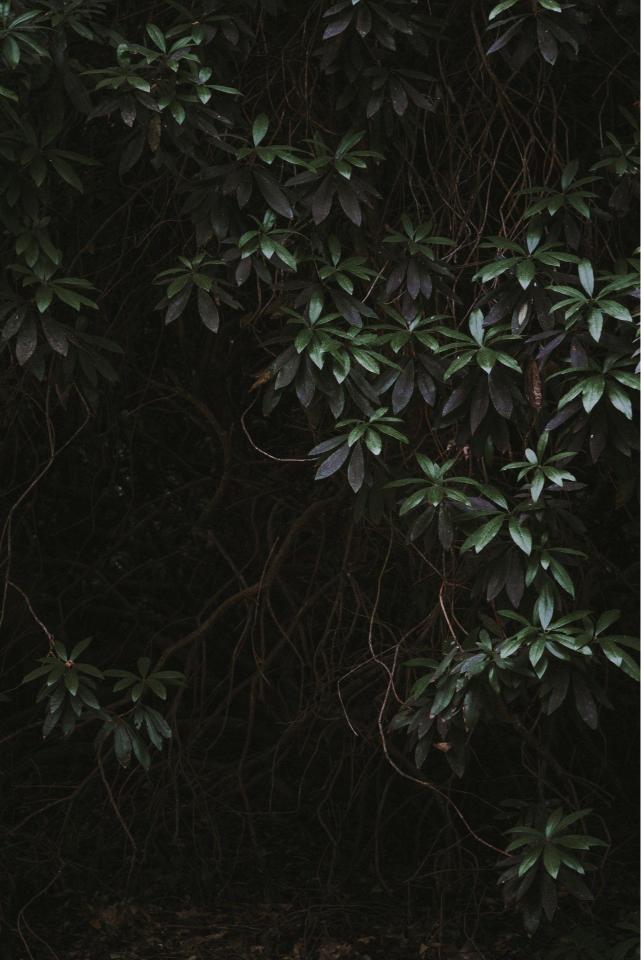 Dark Foliage Canopy - Related Dark Wallpapers wallpaper