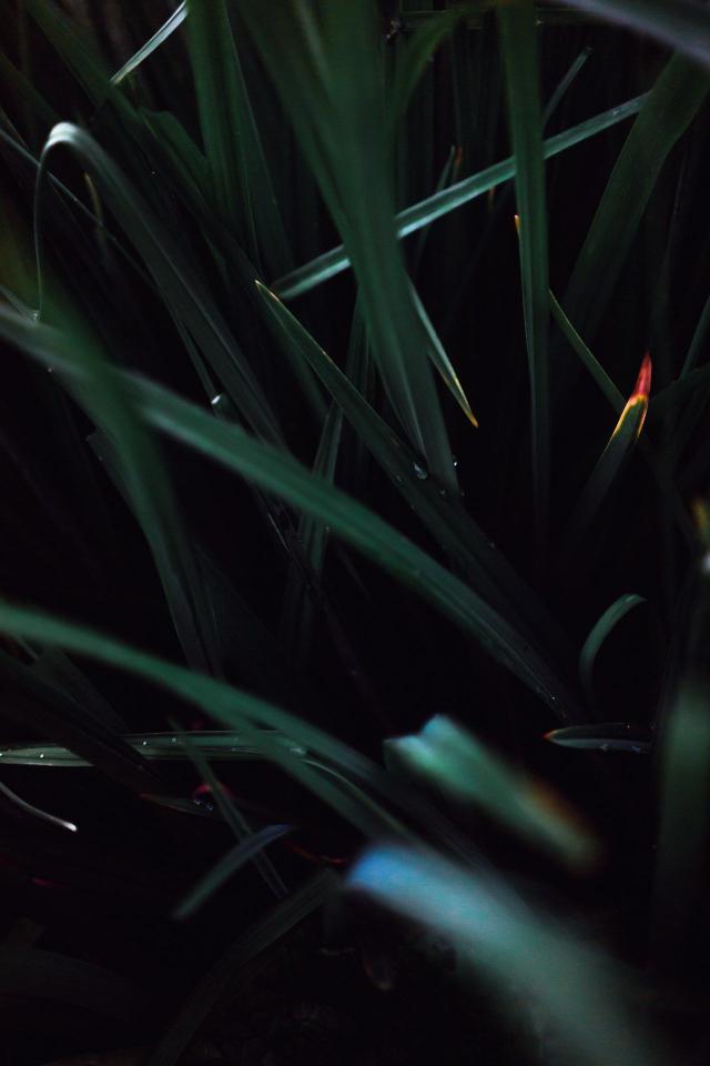 Dark Green Grass Blades - Related Dark Wallpapers wallpaper