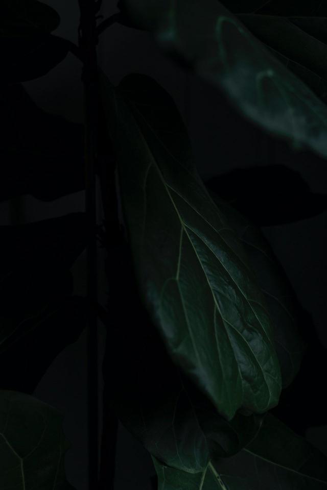 Dark Green Leaf Close-up