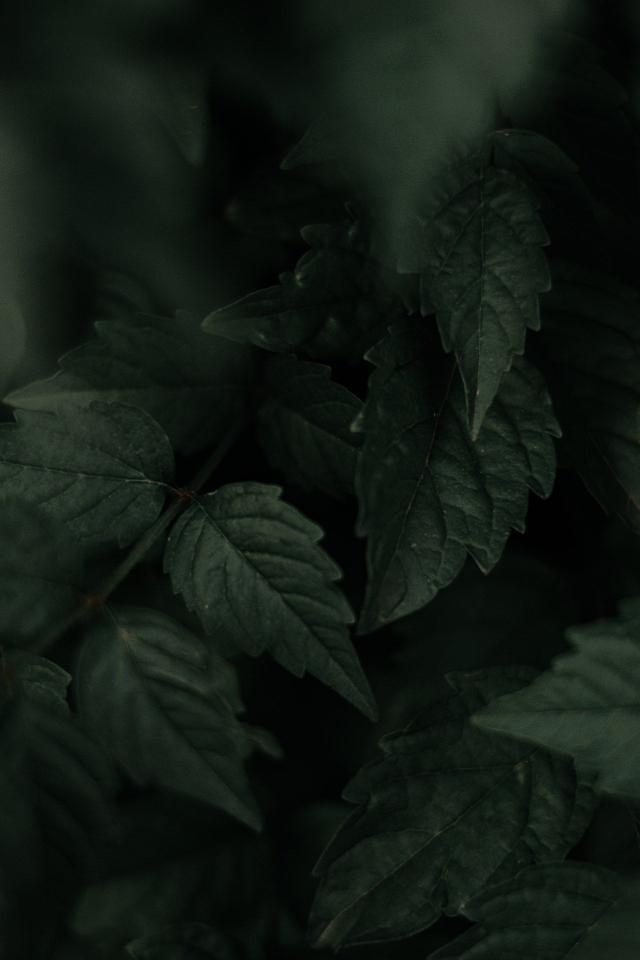 Dark Green Leaf Cluster