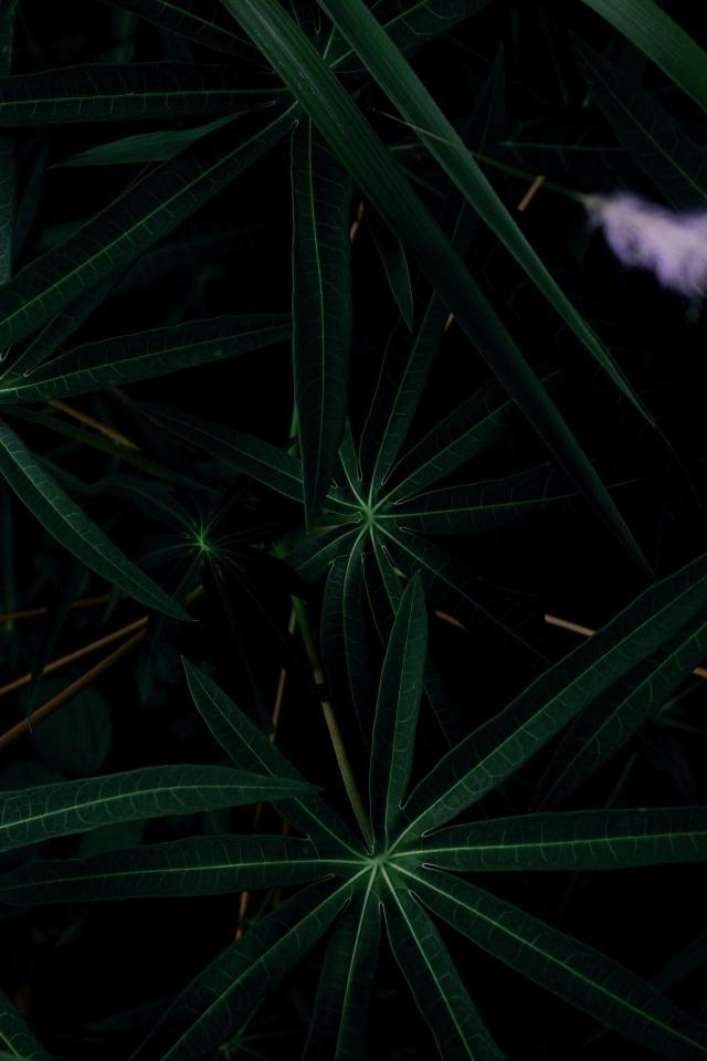Dark Green Leaves